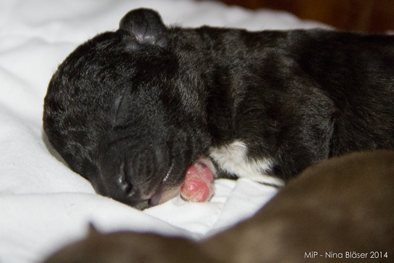 2014-02-05 Welpen Svet & Ruby-1473.jpg - Day 3